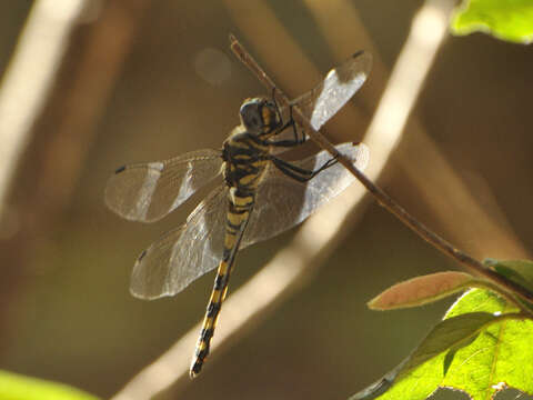 Image of Ringed Cascader