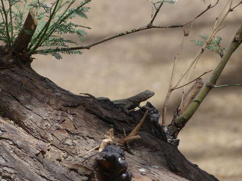 Image of Small Pacific iguana