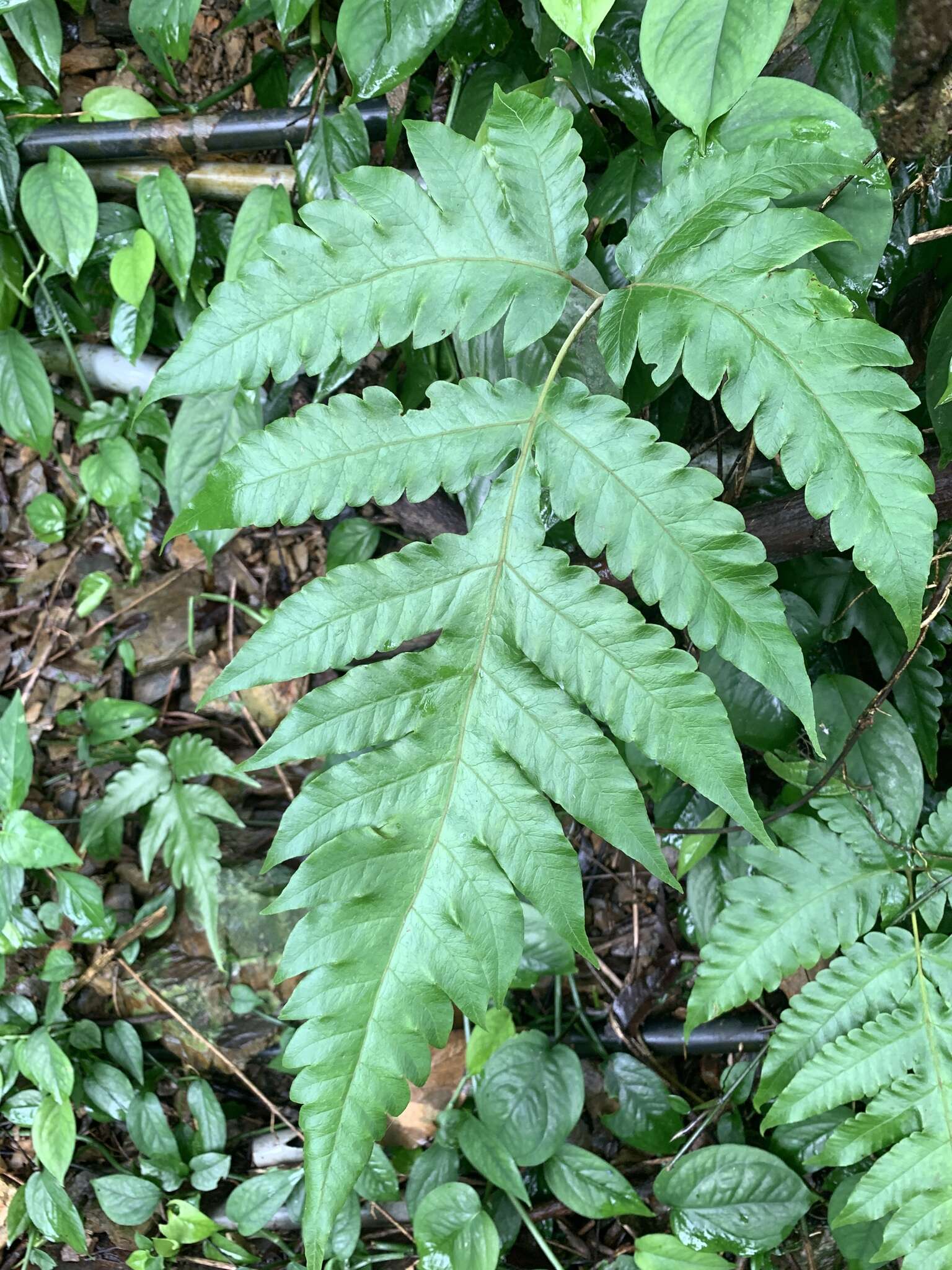 Image of Tectaria multicaudata (C. B. Cl.) Ching