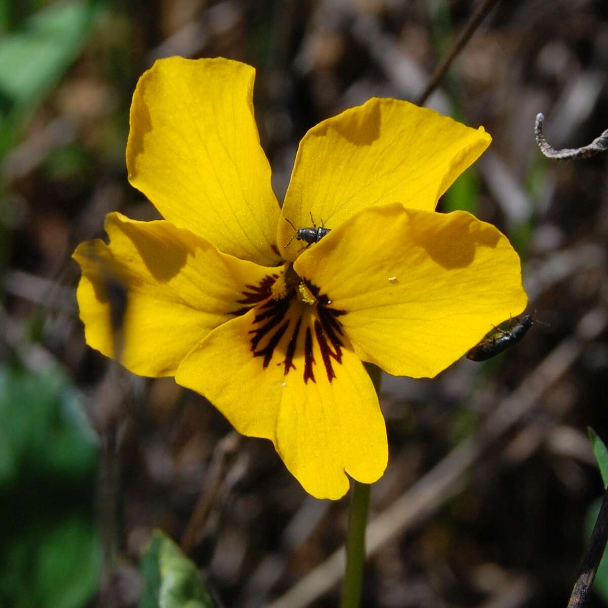 Viola pedunculata Torr. & Gray resmi