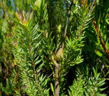 Image of Leucadendron uliginosum subsp. glabratum I. J. M Williams