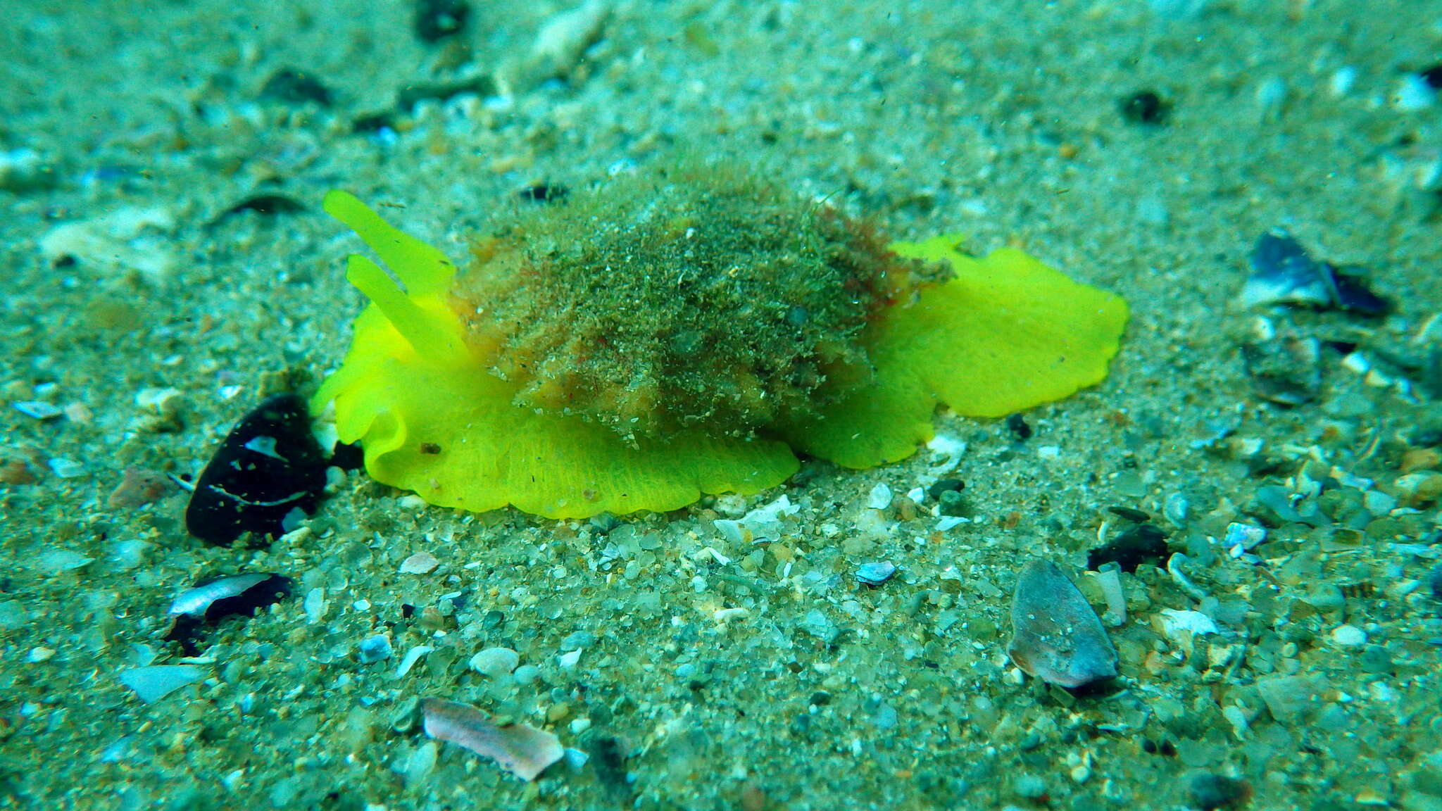 Image of Small Umbrella Slug