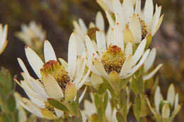 Image of Ivory conebush