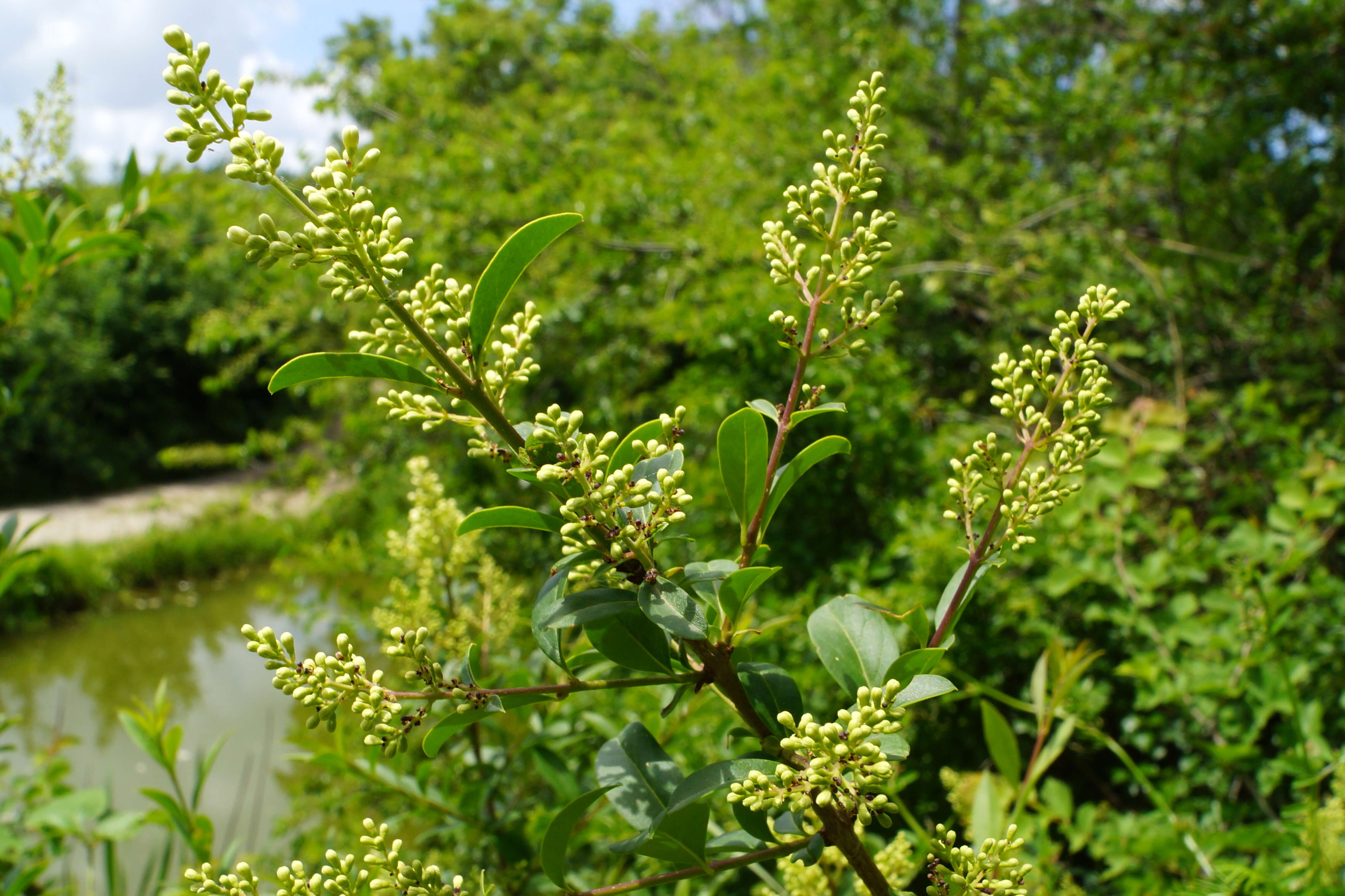 Image of European privet