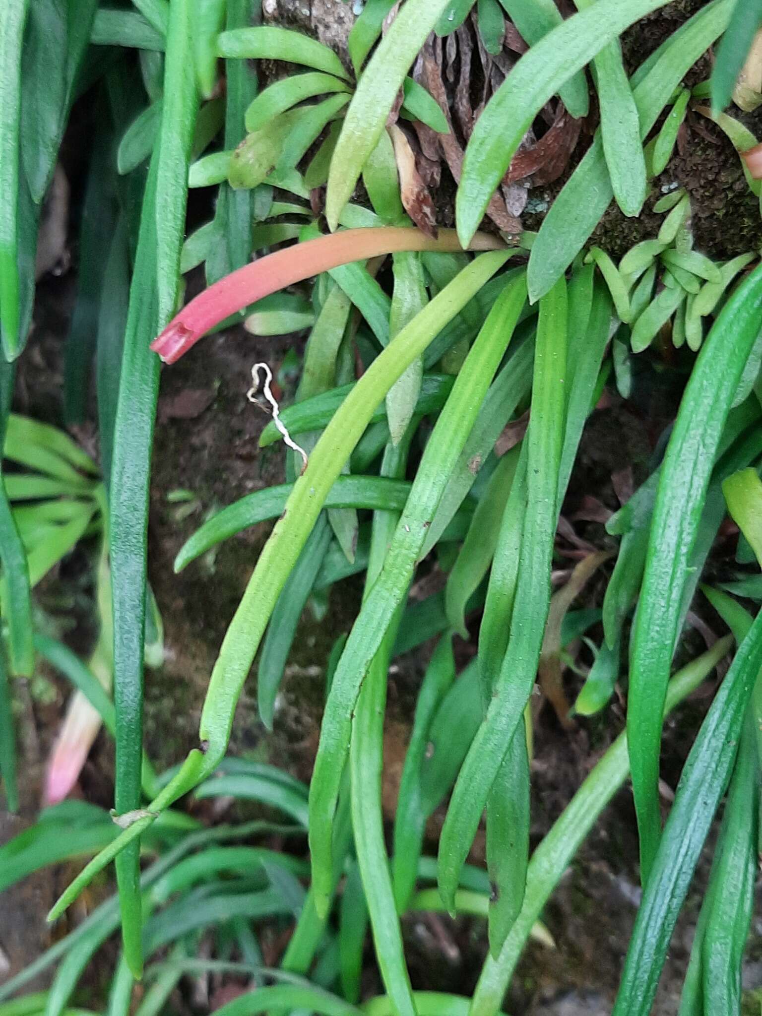 Image of Haplopteris anguste-elongata (Hayata) E. H. Crane