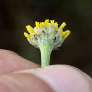 Image of Tanacetum kittaryanum (C. A. Mey.) Tzvel.