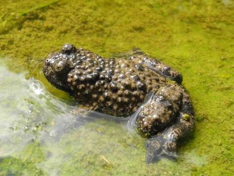 Plancia ëd Bombina variegata pachypus