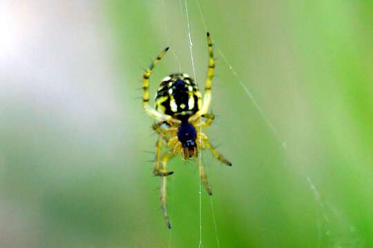 Image of Mangora acalypha (Walckenaer 1802)