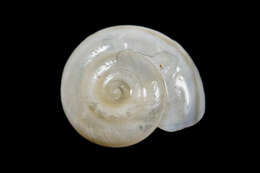 Image of <i>Eremarionta millepalmarum</i>