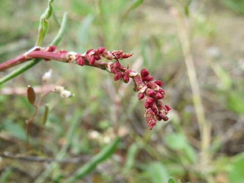 Image of Sheep's Sorrel