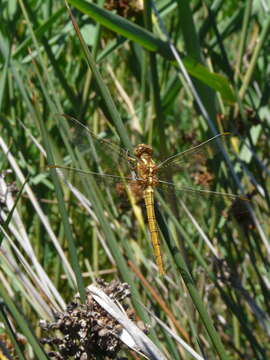 Слика од Orthetrum coerulescens (Fabricius 1798)