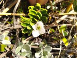 Image of Veronica macrantha Hook. fil.