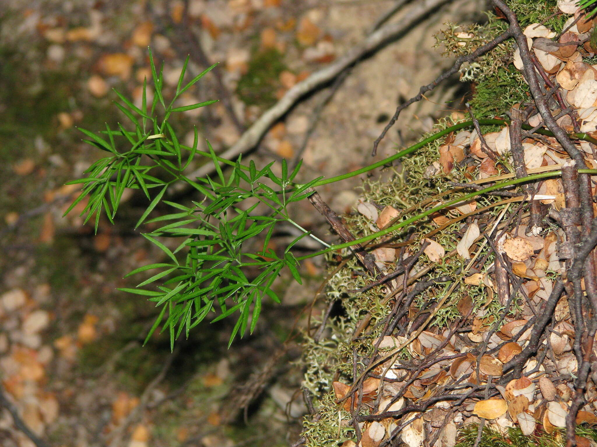 Image of Anisotome filifolia (Hook. fil.) Cockayne & Laing