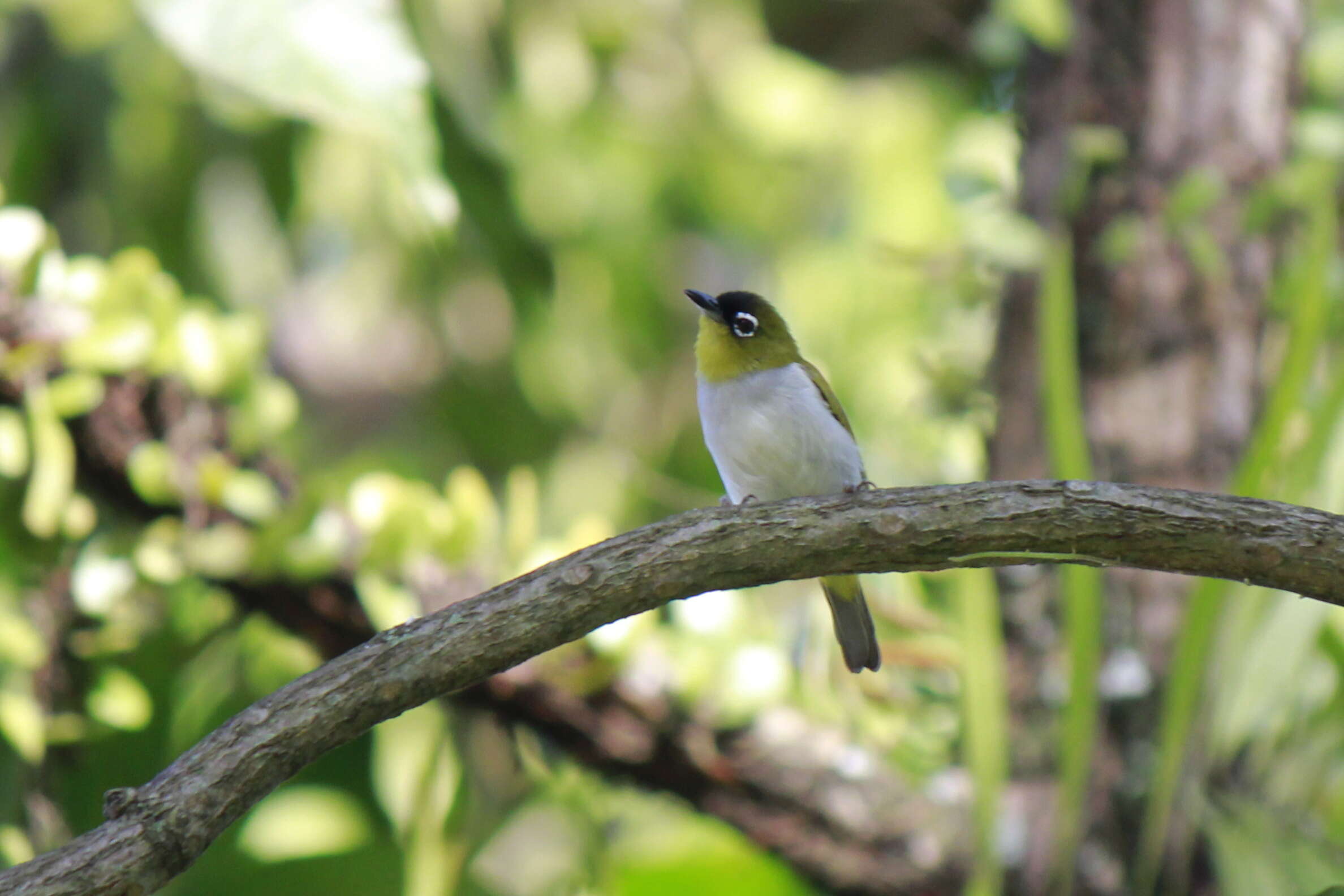 Image of Black-crowned White-eye