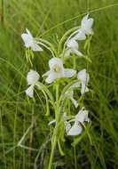 Habenaria linearifolia Maxim. resmi