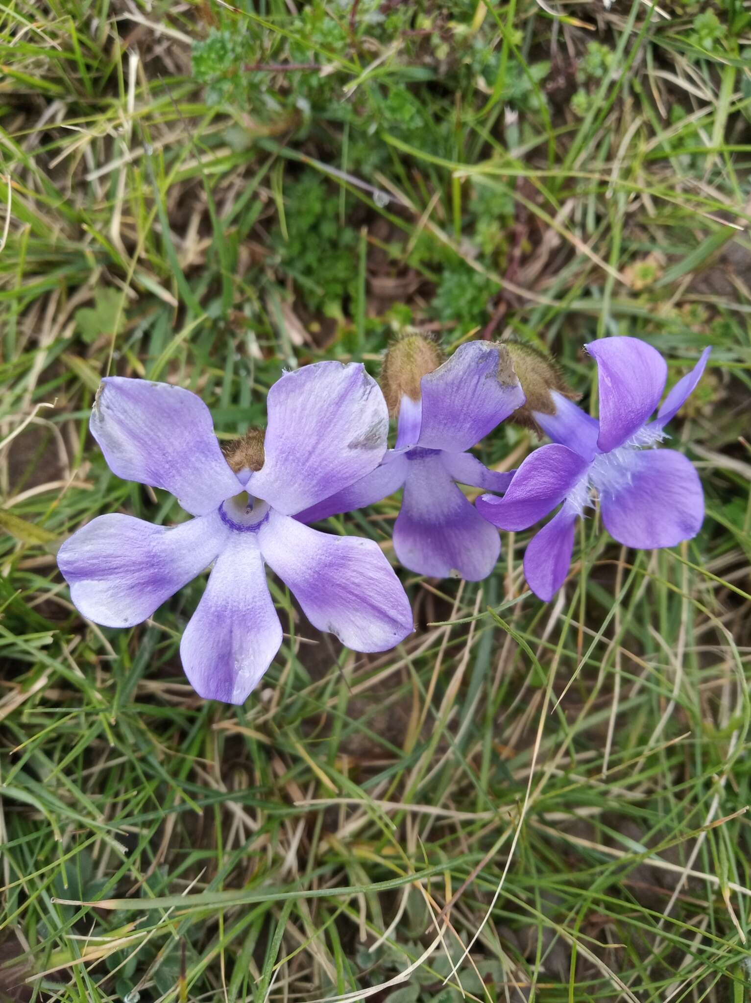 Image of Cyananthus lobatus Wall. ex Benth.