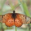 Слика од Acraea pseudegina Westwood 1852