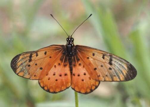 Слика од Acraea pseudegina Westwood 1852