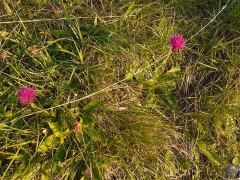 Image of Cirsium pannonicum (L. fil.) Link