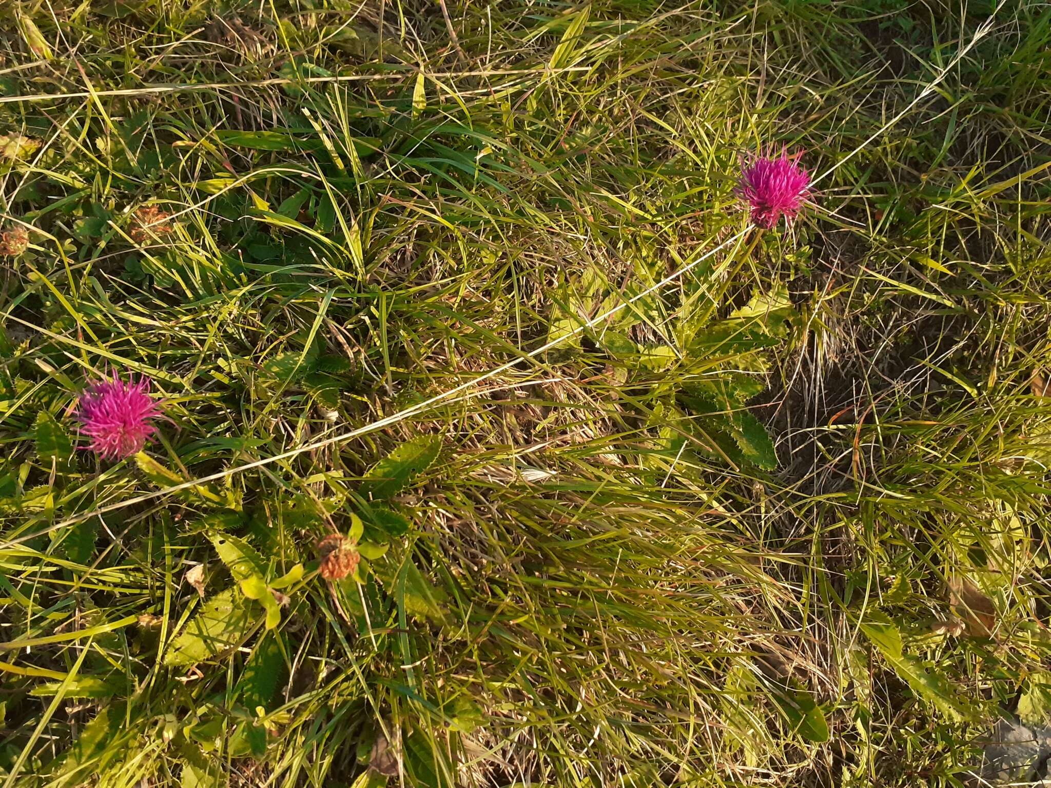 Image of Cirsium pannonicum (L. fil.) Link