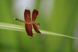 Image of Neurothemis terminata Ris 1911