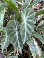 Image of Begonia angularis Raddi