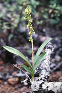 Image of Greater yellowspike orchid