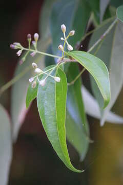 Image de Cannelier de Ceylan