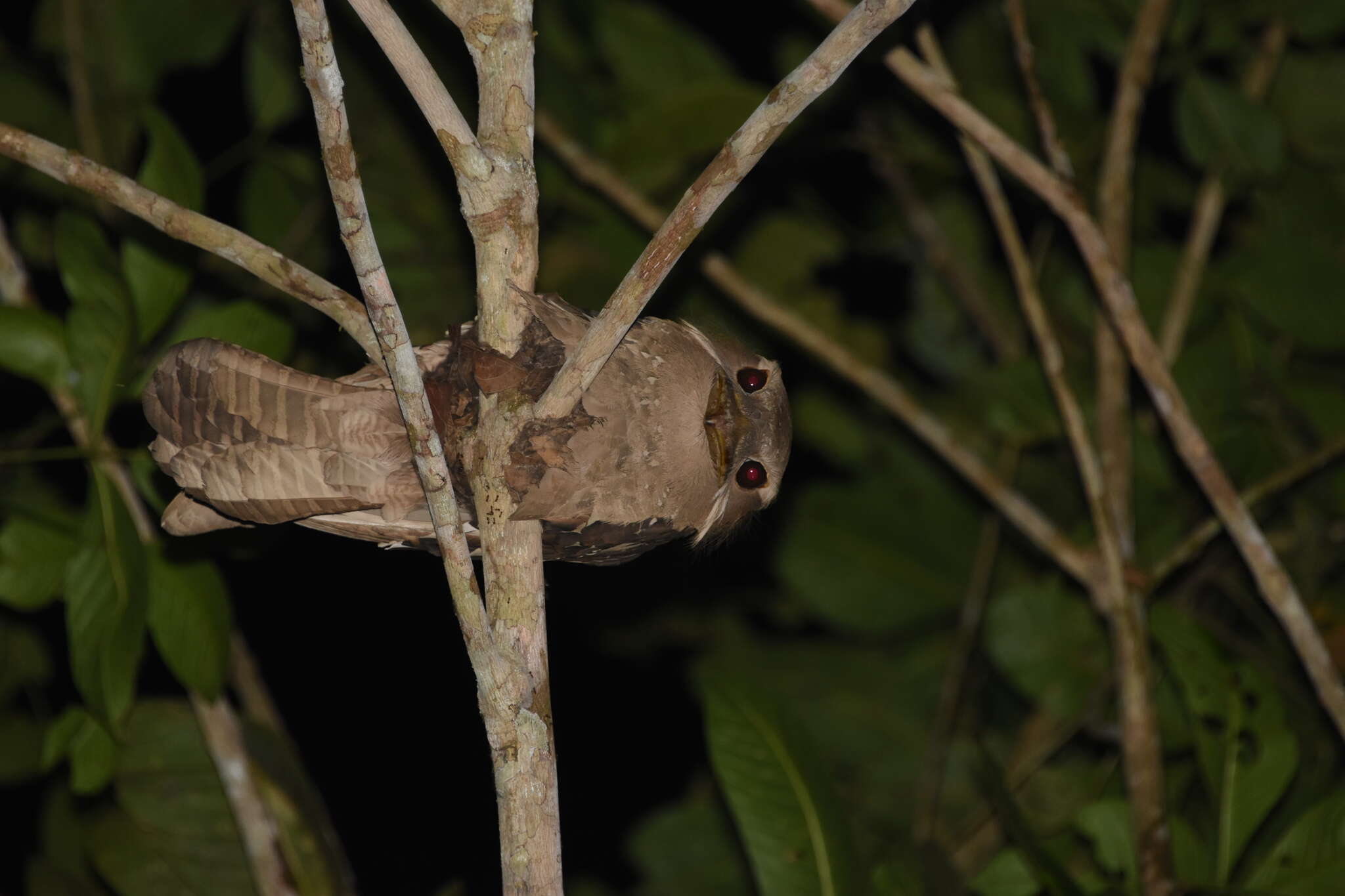 Image of Large Frogmouth