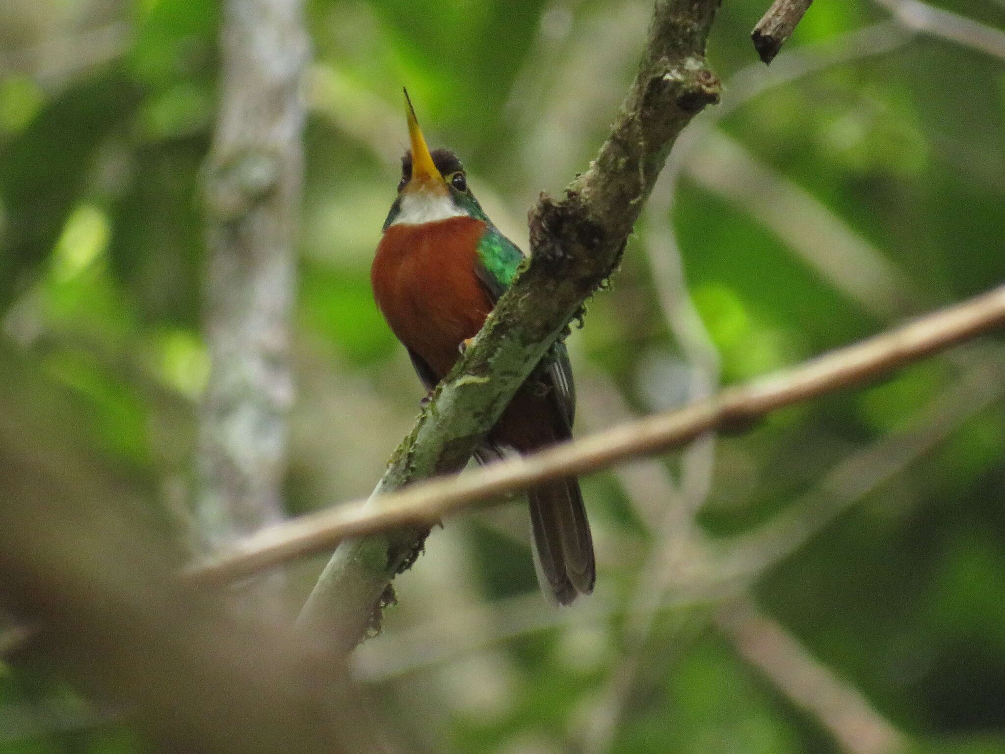 Image of Yellow-billed Jacamar