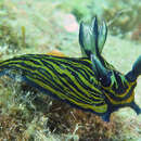 Image of Blue and yellow lined slug