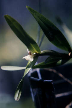 Plancia ëd Scaphyglottis modesta (Rchb. fil.) Schltr.