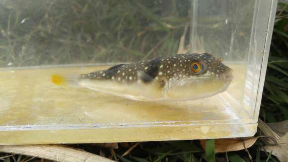 Image of Hong Kong Pufferfish