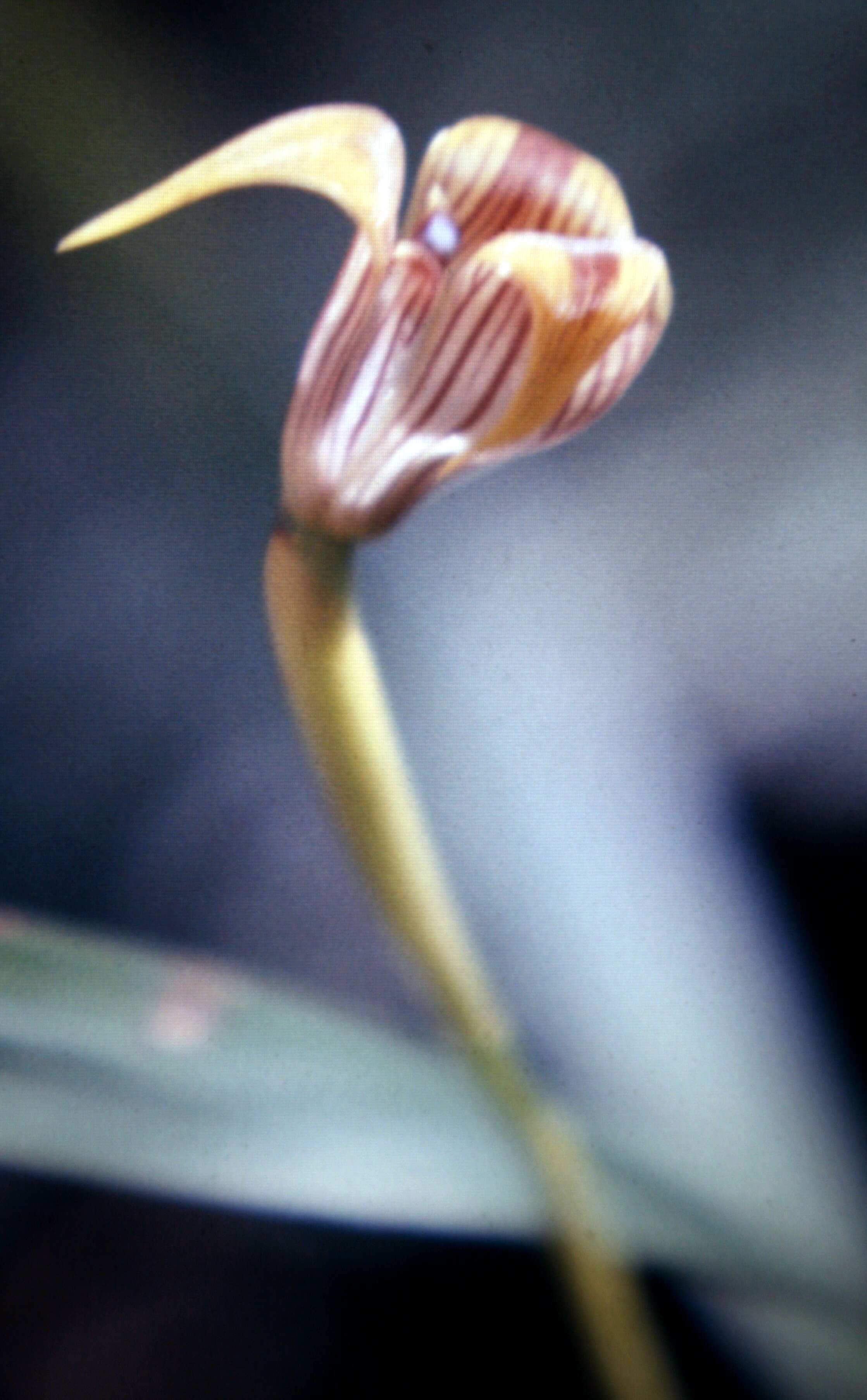 Image of Maxillaria subrepens (Rolfe) Schuit. & M. W. Chase