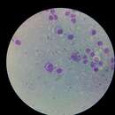 Image of Leishmania infantum