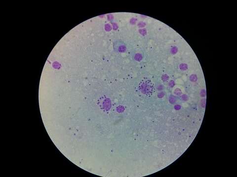 Leishmania infantum resmi