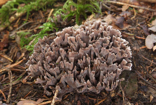 Image of fetid false coral