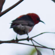 Image of Scarlet Honeyeater