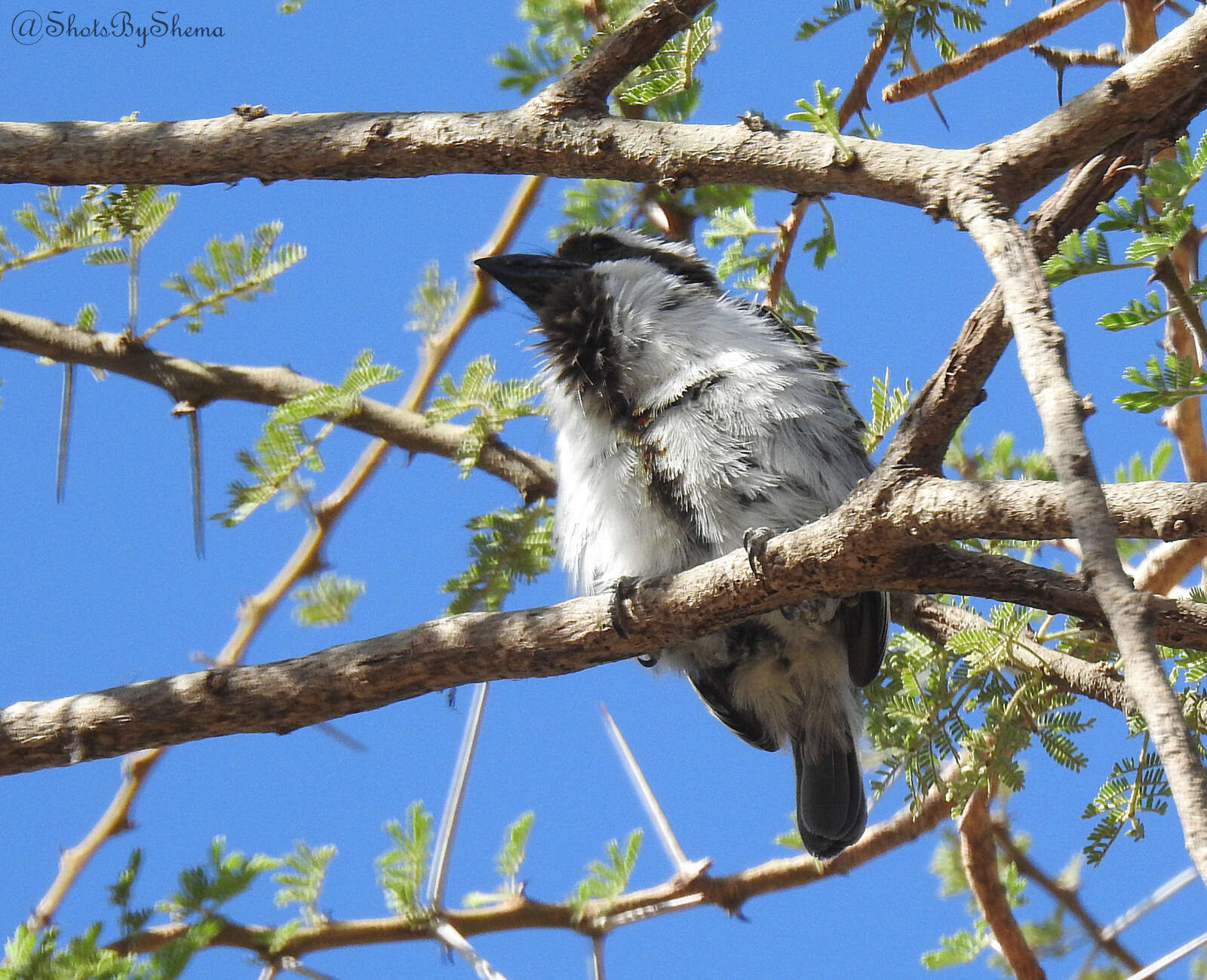 Image of Black-throated Barbet