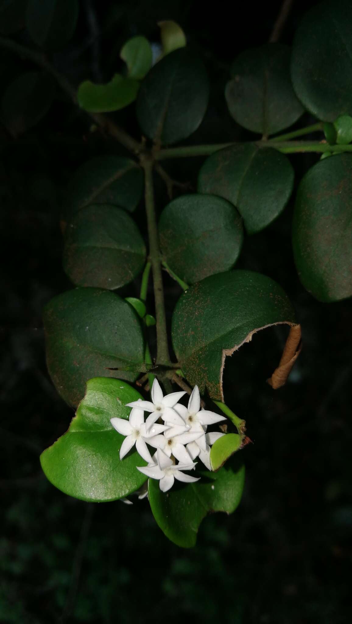 Image of Carissa bispinosa var. acuminata (E. Mey.) Codd