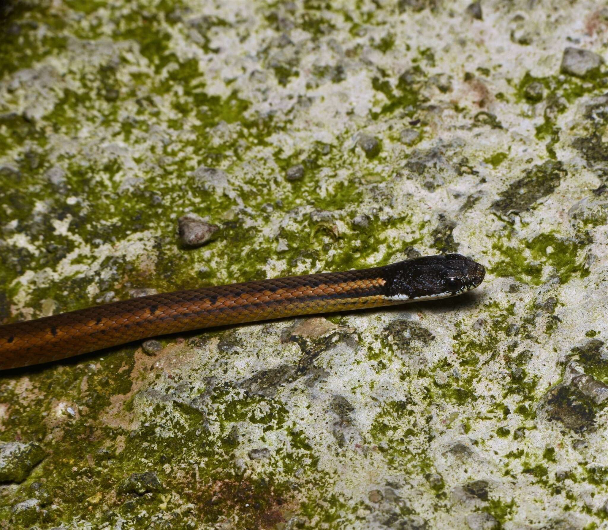 Image of Black-headed Collared Snake