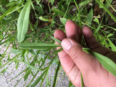 大金雞菊的圖片