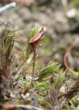 Image of Bug moss