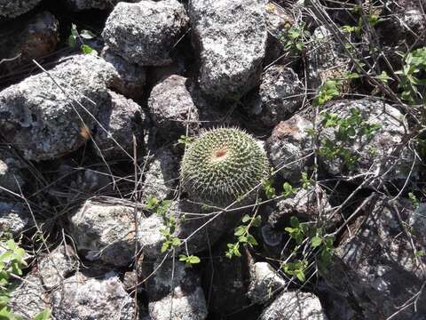 Image of Mammillaria gigantea Hildm. ex K. Schum.