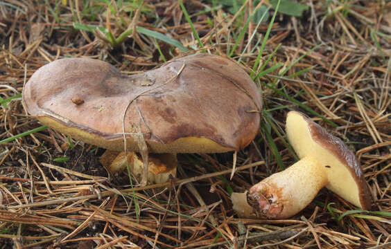 Image of Suillus collinitus (Fr.) Kuntze 1898