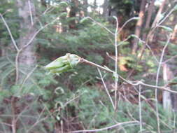 Image de Lonicera canadensis Bartr. ex Marsh.