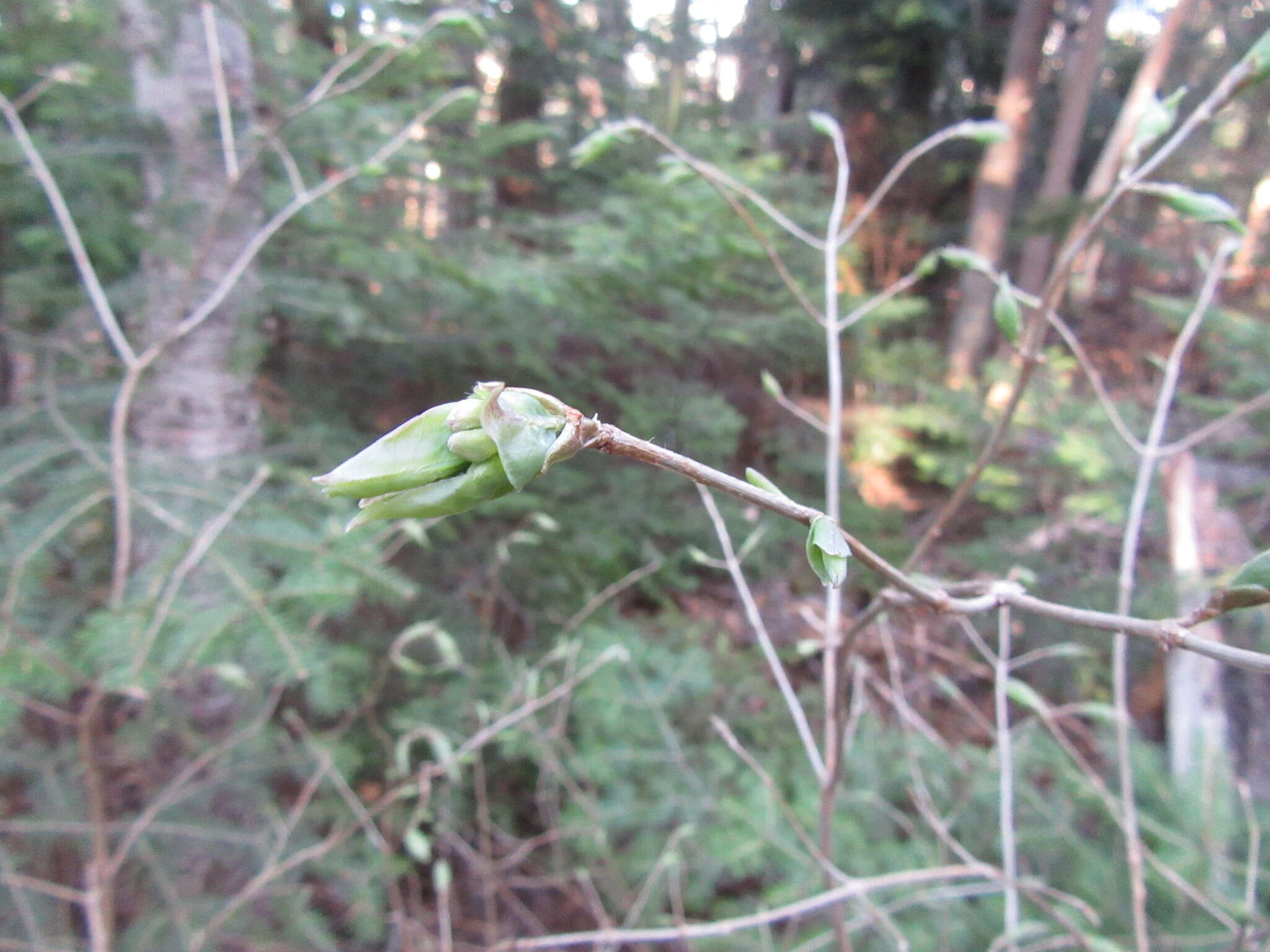 Image de Lonicera canadensis Bartr. ex Marsh.