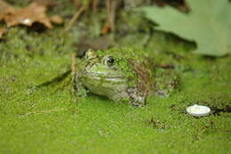 Слика од Lithobates catesbeianus (Shaw 1802)