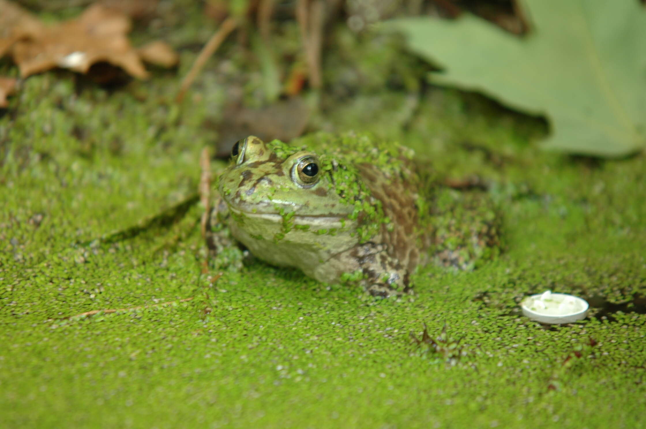 Слика од Lithobates catesbeianus (Shaw 1802)