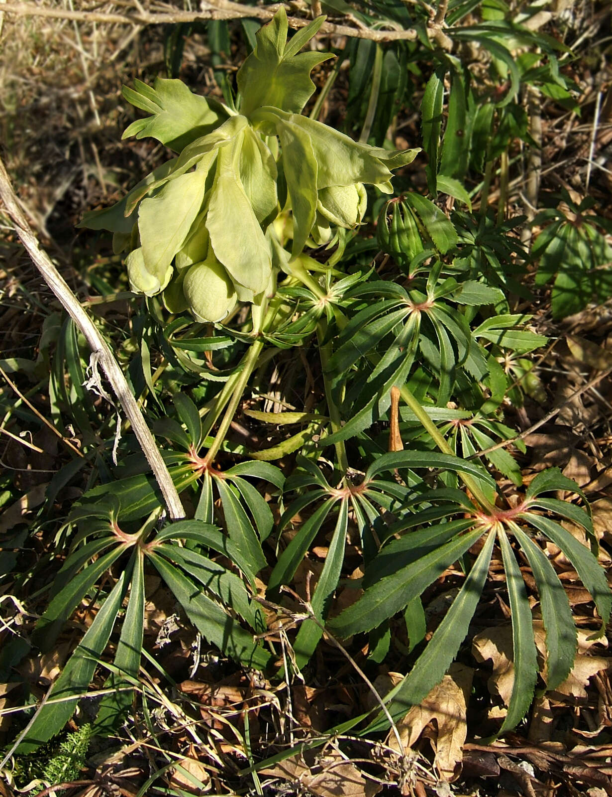 Image of Stinking Hellebore